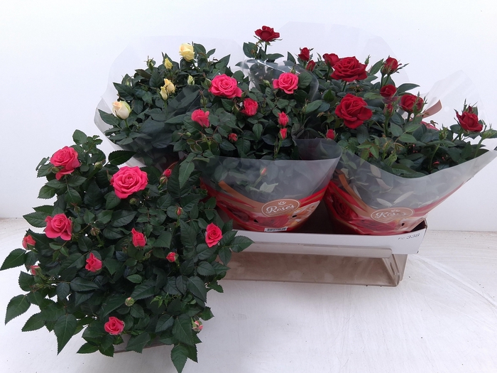 <h4>RO FAV RO GEM 4 SRT</h4>