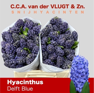 HYAC DELFT BLUE