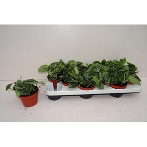 SCIND PICT SILVE ANN