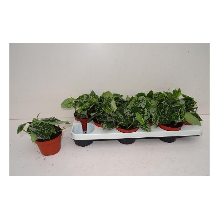 <h4>SCIND PICT SILVE ANN</h4>