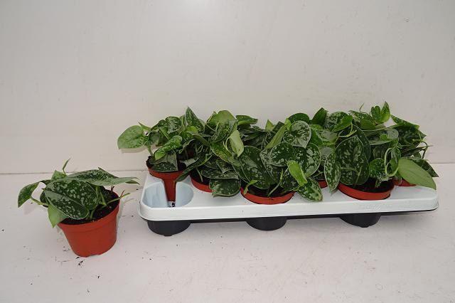 <h4>SCIND PICT SILVE ANN</h4>