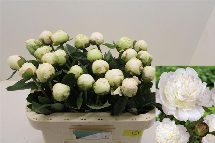 <h4>Paeo L Bowl Of Cream Super!!</h4>