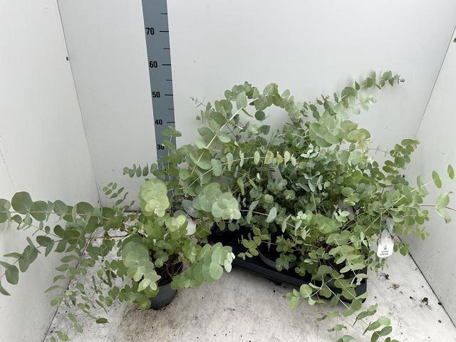 <h4>EUCALYPTUS</h4>