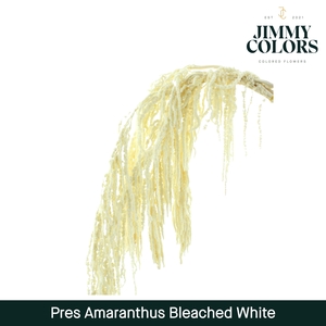 Dried Amaranthus White