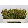 Cape GreenTortum Yellow