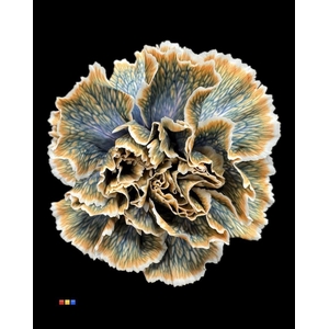 Dianthus St Gothic Orange