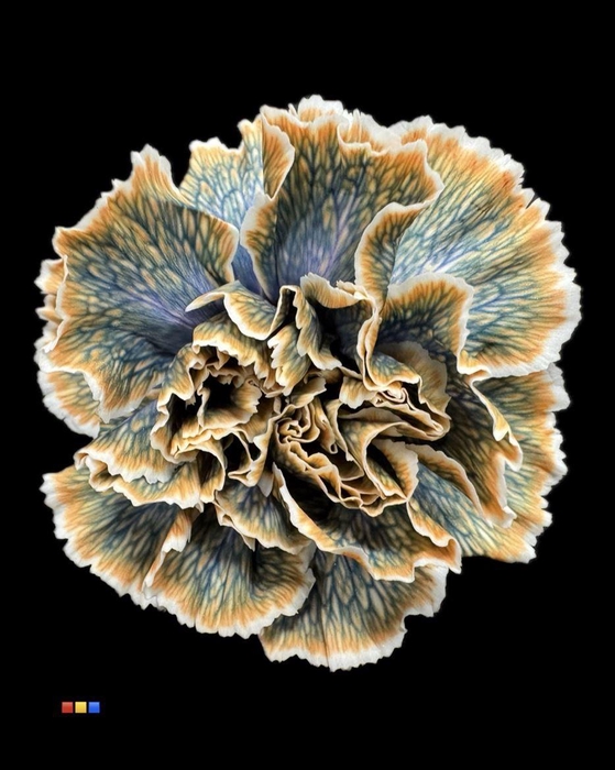 <h4>Dianthus St Gothic Orange</h4>