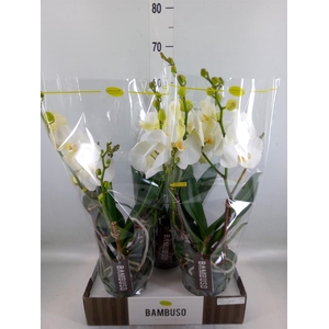 Phalaenopsis   ...white