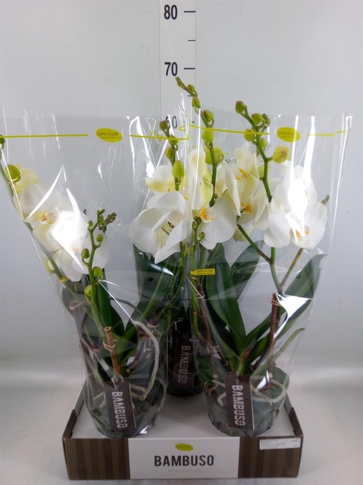<h4>Phalaenopsis   ...white</h4>
