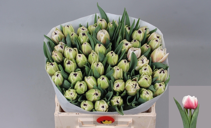 <h4>TU DU SAMBUCA</h4>