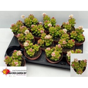 SEDUM OVERIG
