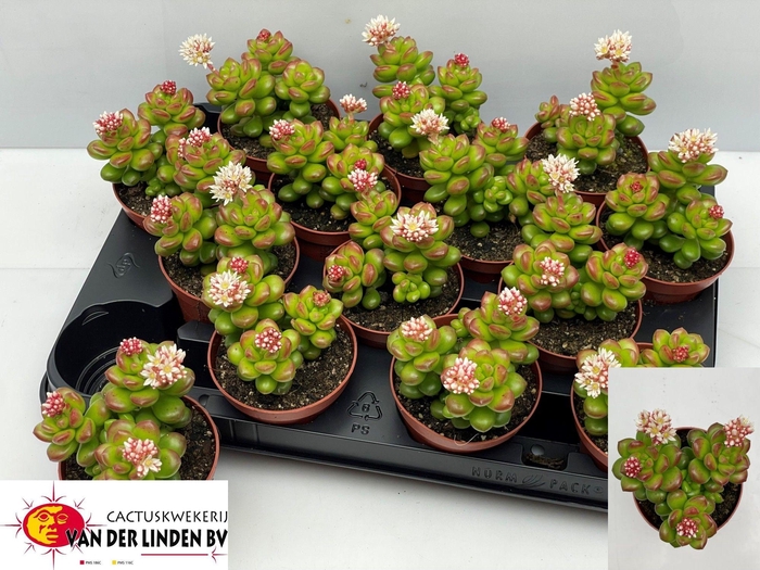 <h4>SEDUM OVERIG</h4>