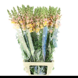 ANTIR OP LIGHT ORANGE*