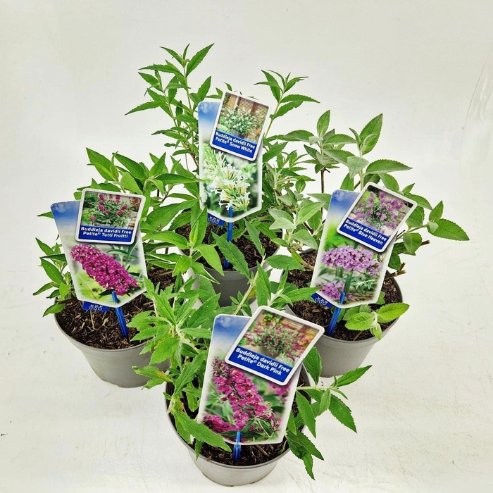 Buddleja