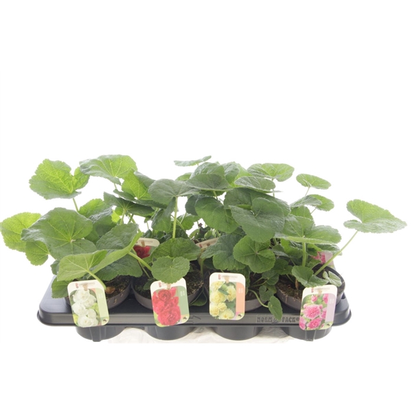<h4>Alcea rosea Chart. Double Mix</h4>