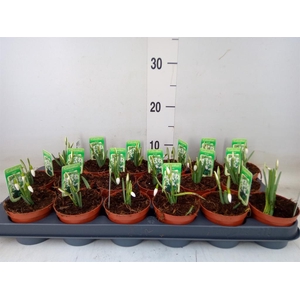 Galanthus nivalis   ...in pot