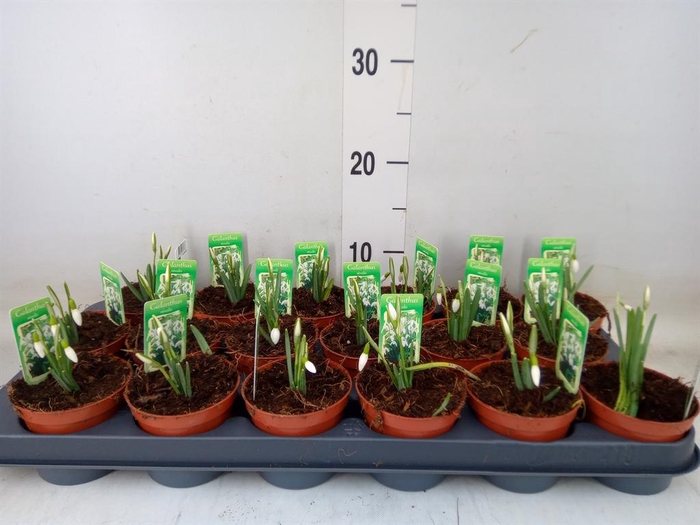 <h4>Galanthus nivalis   ...in pot</h4>