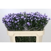 Aster Baby Blue