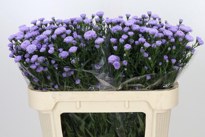 <h4>Aster Baby Blue</h4>