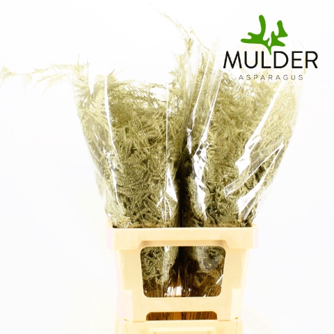 Asp Klb H% L. Getopt Antique