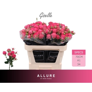 R TR GISELLE ALLURE 70 cm
