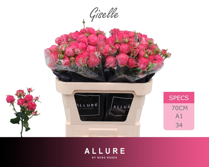 <h4>R TR GISELLE ALLURE 70 cm</h4>