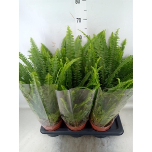 Nephrolepis exal. 'Green Lady'