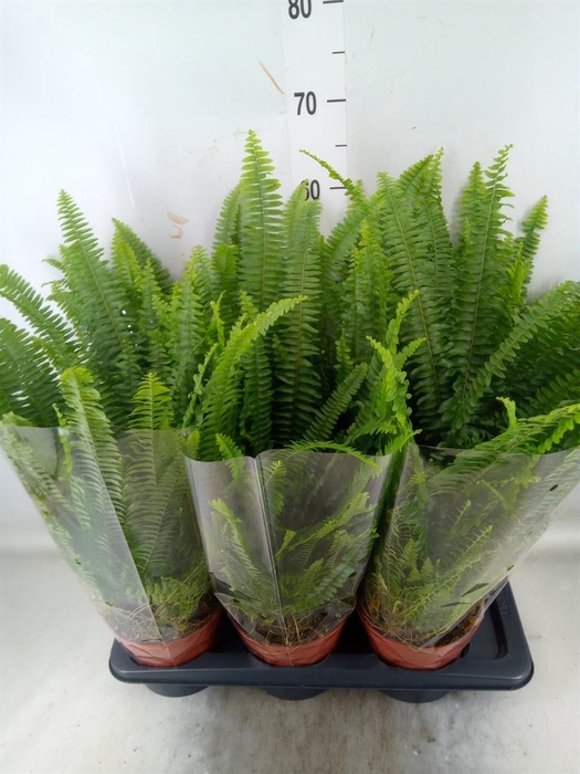 <h4>Nephrolepis exal. 'Green Lady'</h4>