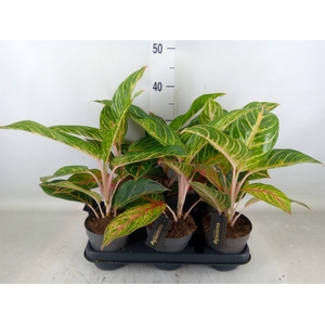 Aglaonema   ...