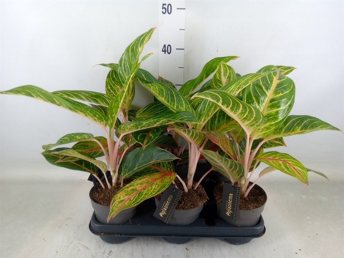<h4>Aglaonema   ...</h4>