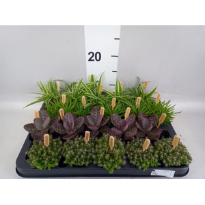 Planten  ..mix