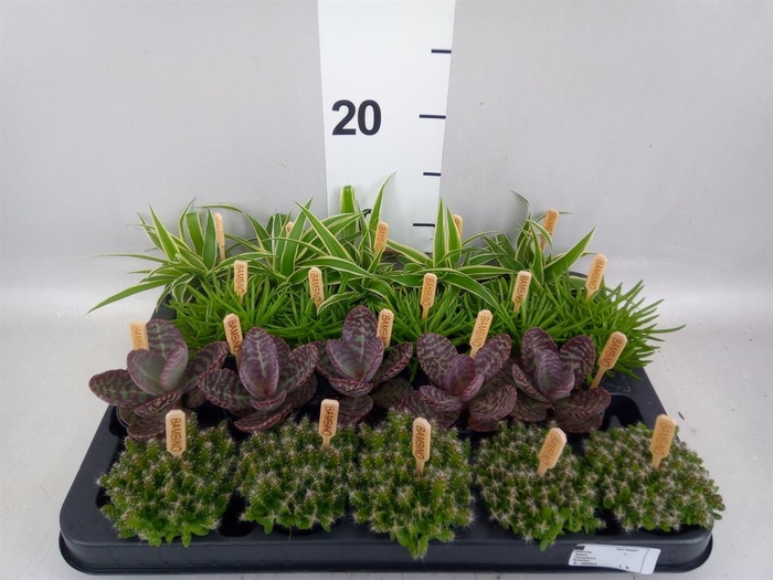 <h4>Planten  ..mix</h4>