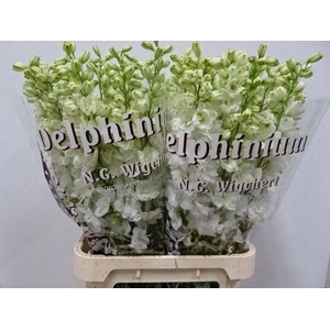 Delph Dewi Anastasia Wigchert