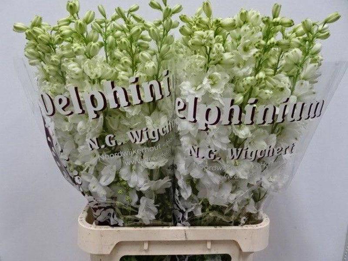 <h4>Delph Dewi Anastasia Wigchert</h4>