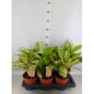 Aglaonema   ...mix