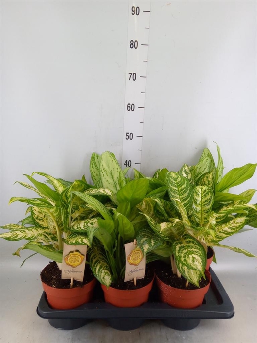 <h4>Aglaonema   ...mix</h4>