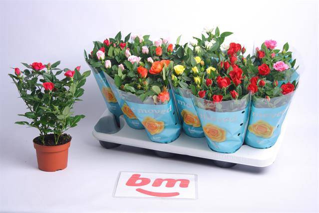 <h4>Rosa Beau Monde mix</h4>