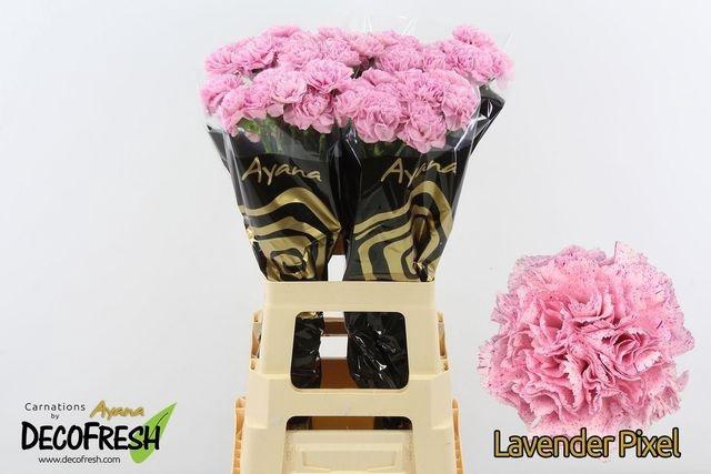 <h4>Di St Lavender pixel</h4>