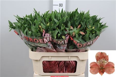 <h4>Alstroemeria  'Estee'</h4>
