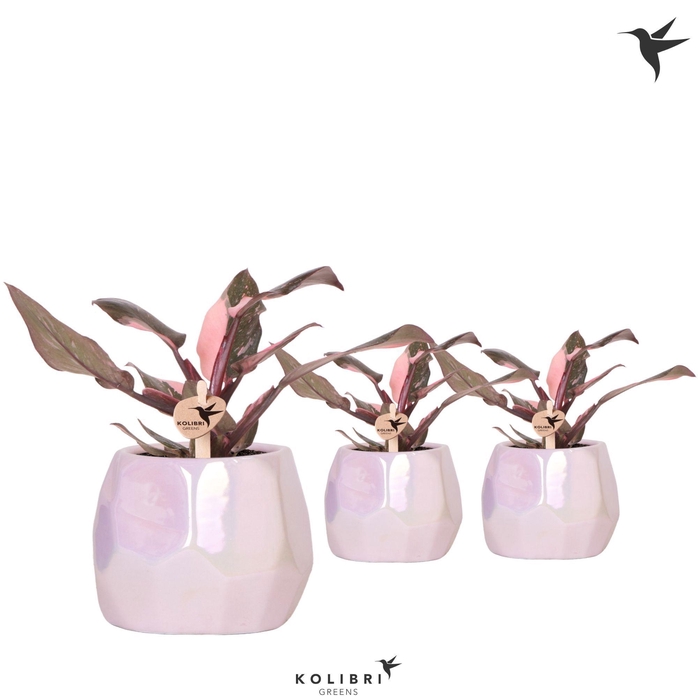 <h4>Kolibri Greens Philodendron pink Princess Marble in Pearl pot pink</h4>