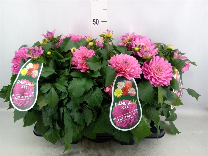 <h4>Dahlia DE 'XXL Aztec'   ...patio</h4>