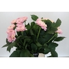 Dahlia Sweet Suprise