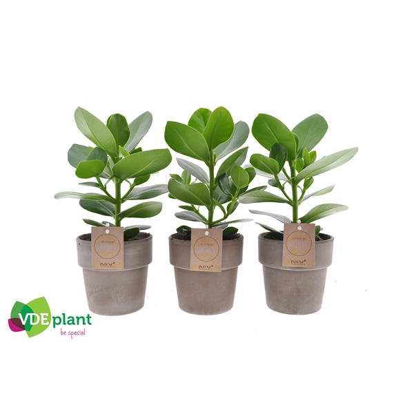 <h4>Clusia rosea 'Princess'</h4>