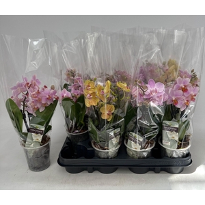 PHAL GEM