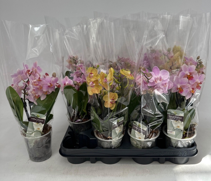 <h4>PHAL GEM</h4>