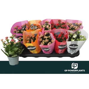 KAL GE PERF GEM 5 KL