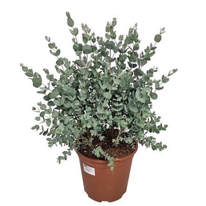Eucalyptus Gunnii Bush
