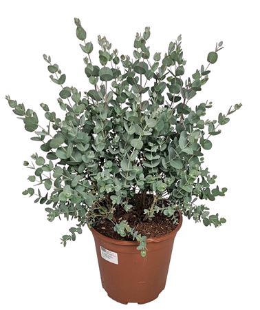<h4>Eucalyptus Gunnii Bush</h4>