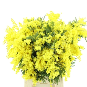 ACACIA BAILEYA BL BS
