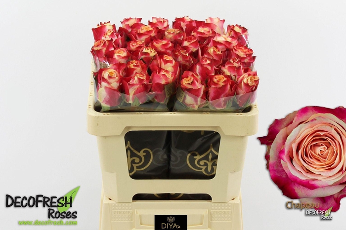 <h4>R Gr Chapeau</h4>